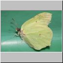 Gonepteryx rhamni - Zitronenfalter 08.jpg